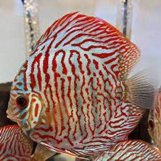 Red Tiger Discus