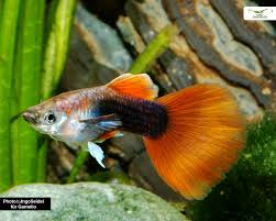 Red Tuxedo Guppy Male