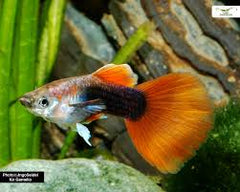 Red Tuxedo Guppy Male