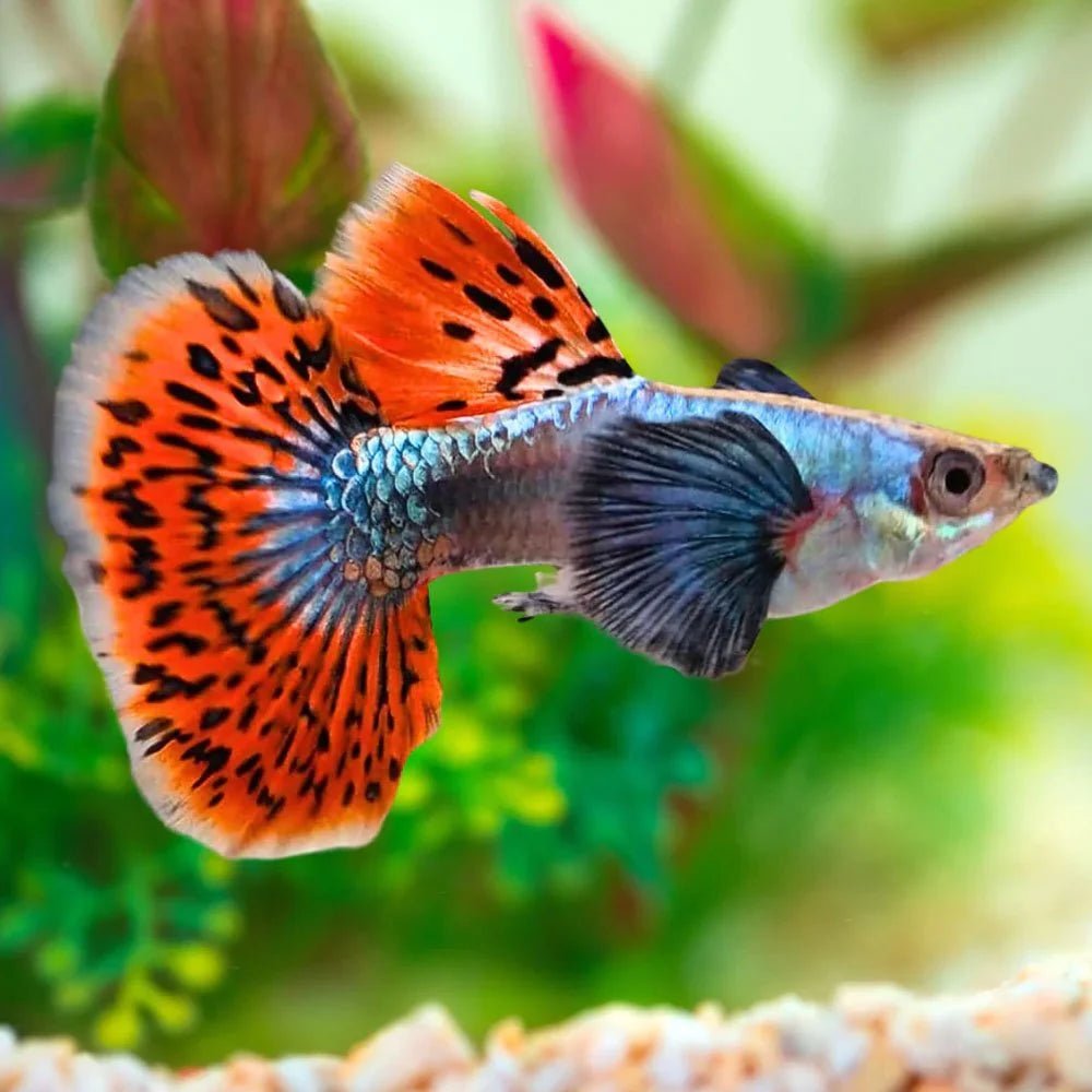 Red Varigated Dumbo Guppy Male