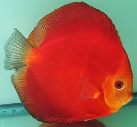 Red Velvet Discus