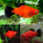 Red Wag Platy