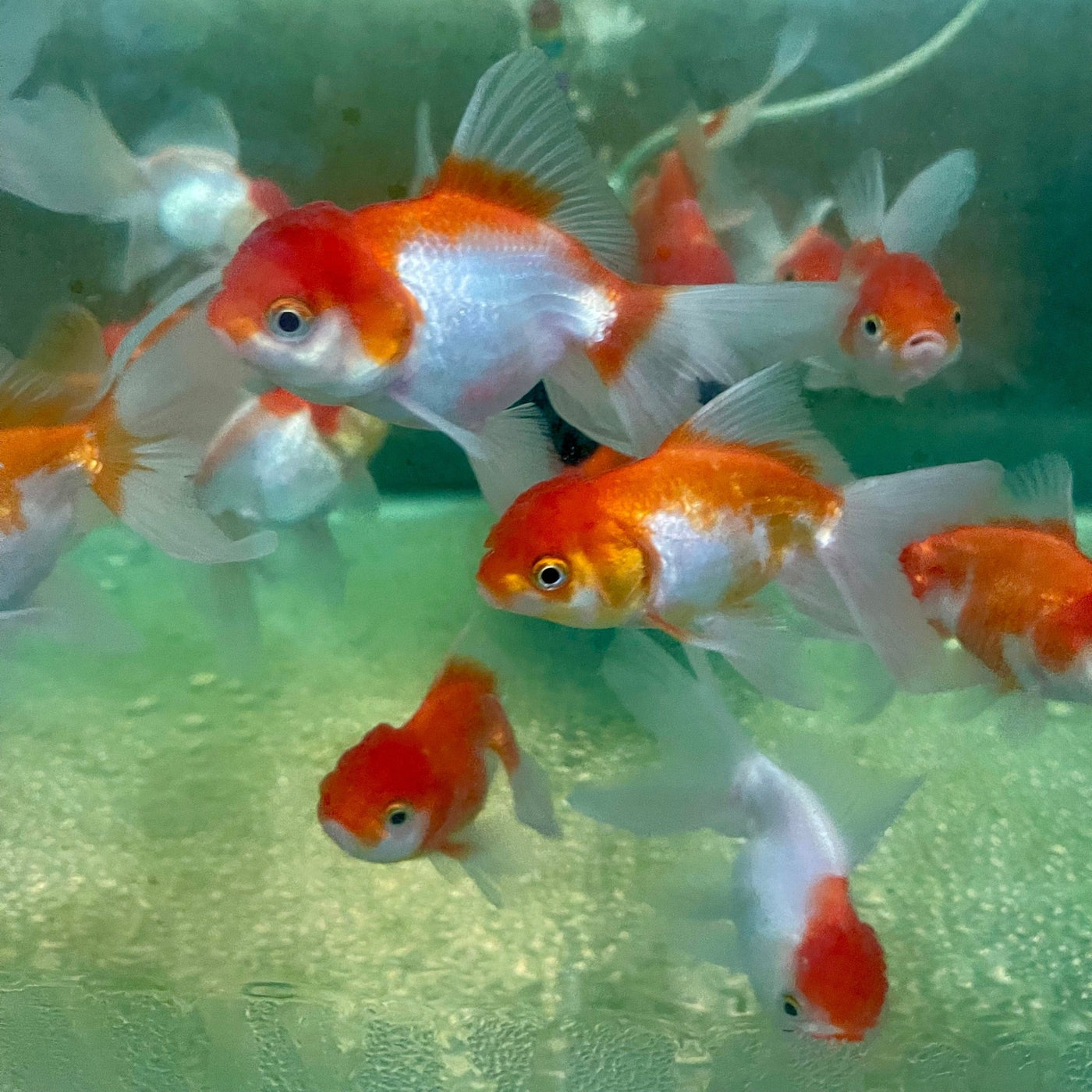Red & White Oranda