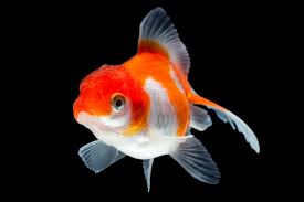 Red & White Oranda Goldfish