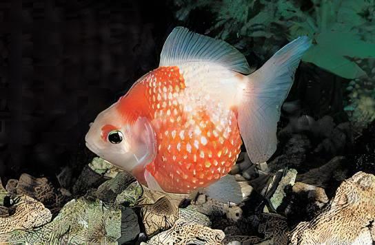 Red & White Pearl Scale