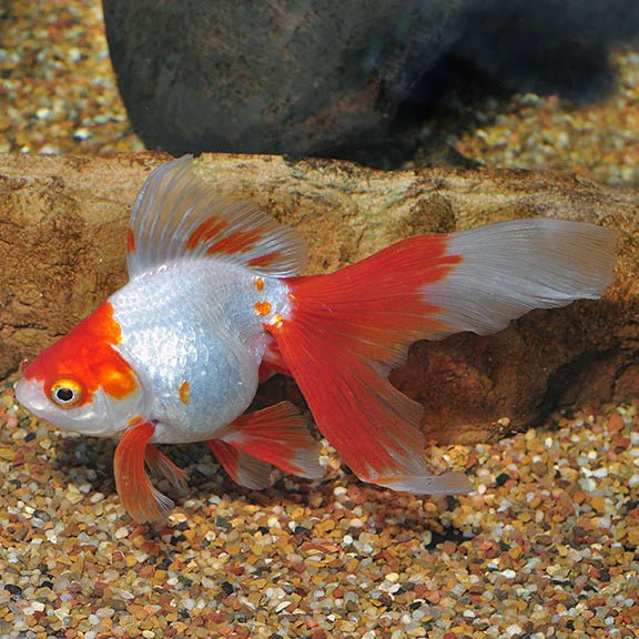 Red & White Ryukin