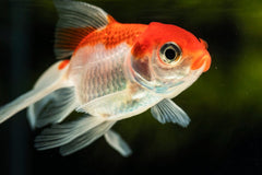 Red & White Ryukin Goldfish
