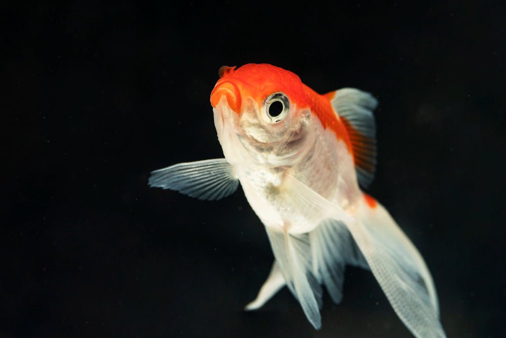 Red & White Ryukin Goldfish