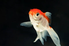 Red & White Ryukin Goldfish