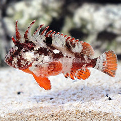 Redfin Waspfish - Small