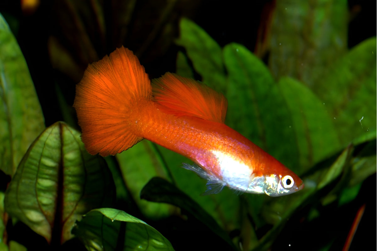 Red Queen Guppy Male