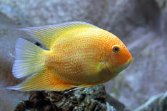 Red Spotted Golden Discus
