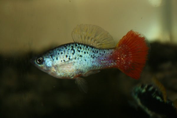 Redtail Blue Highfin Variatus