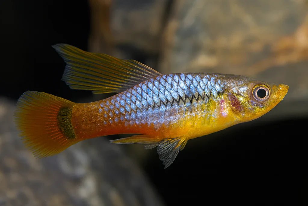 Redtail Blue Variatus