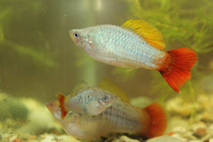 Redtail Blue Variatus