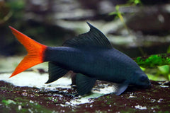 Redtail Shark