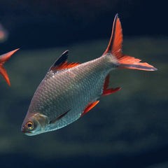 Redtail Tinfoil Barb