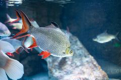 Redtail Tinfoil Barb