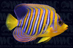 Regal Angel Red Sea - Medium