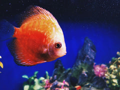 Super Red Brown Discus