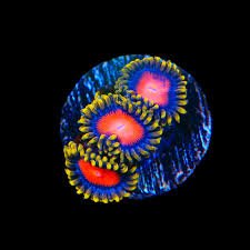 Rising Sun Zoanthid Polyp - Frag