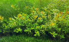 Gold Lloydiella Plant Bunched