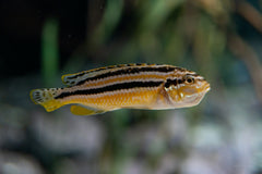 Auratus Malawi Cichlid
