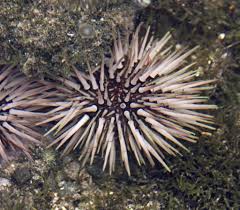 Rock Boring Urchin - Medium