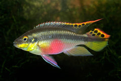 Rock Kribensis Cichlid