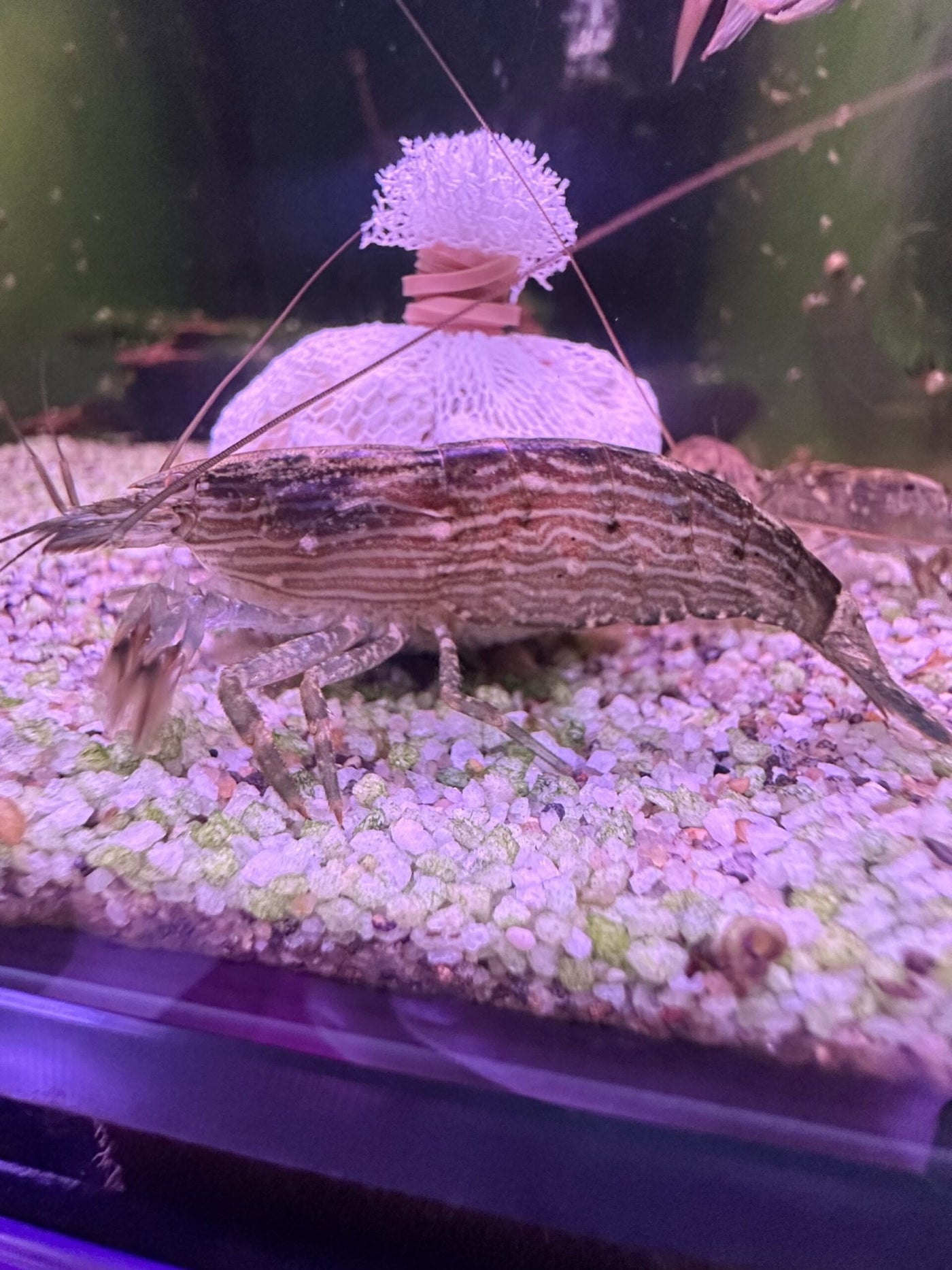 Rock Shrimp