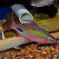 Rohan's Tear-Spot Barb