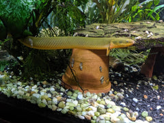 Ropefish