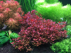 Rotala Macrandra Plant Bunched