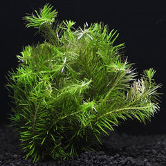 Rotala Nanjenshan Plant Bunched