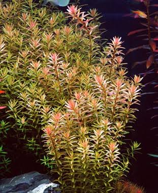 Live Plants