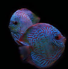 Royal Blue Discus