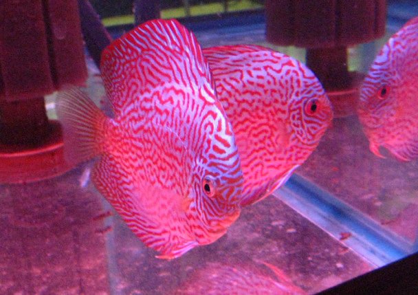 Royal Discus