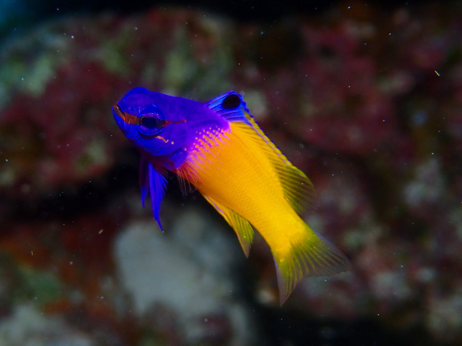 Basslets & Pseudochromis