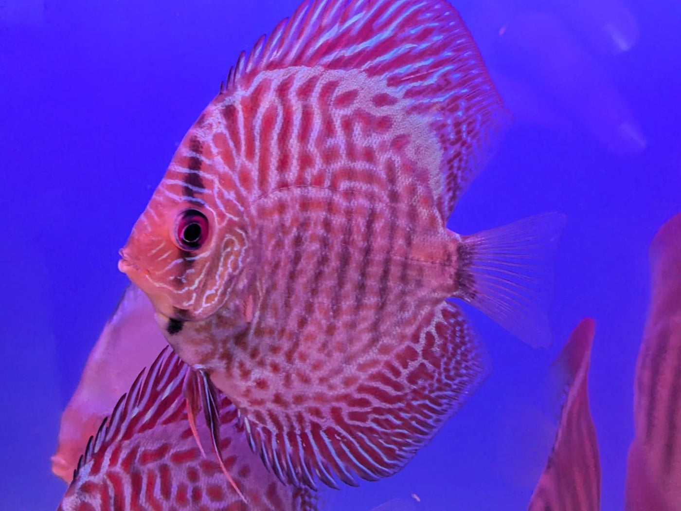 Royal Snake Skin Discus