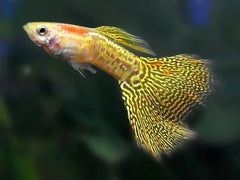 Guppy Yellow Tuxedo