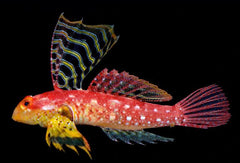 Ruby Red Dragonet Female - Medium