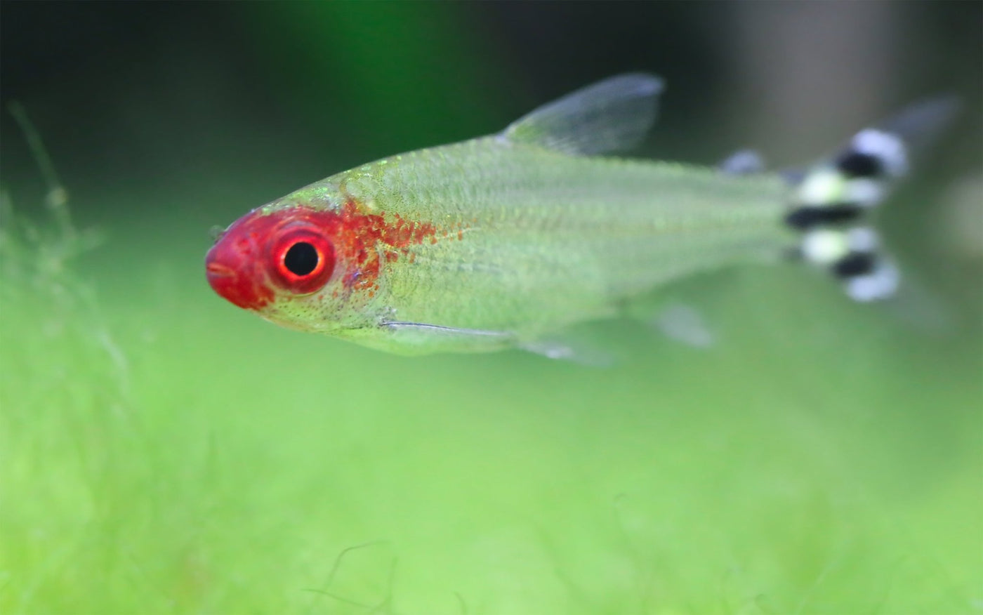 Rummy Nose Tetra