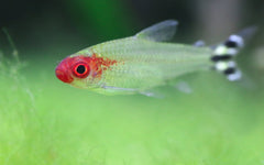 Rummy Nose Tetra