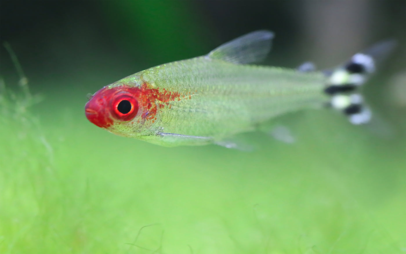 Rummy Nose Tetra
