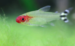 Rummy Nose Tetra