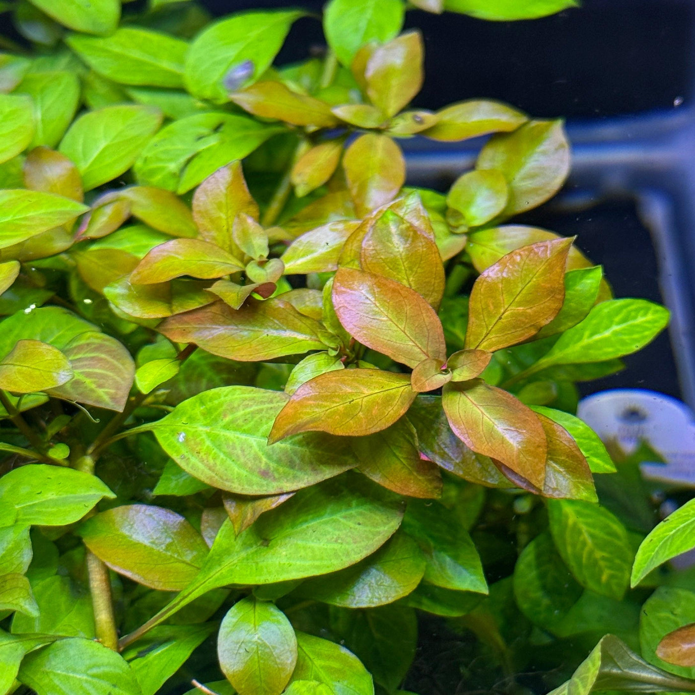 Ludwigia Ovalis Submerged Potted