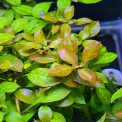 Ludwigia Ovalis Submerged Potted