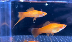 Marigold Twinbar Swordtail