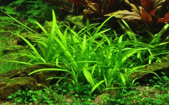 Sagittaria Subulata