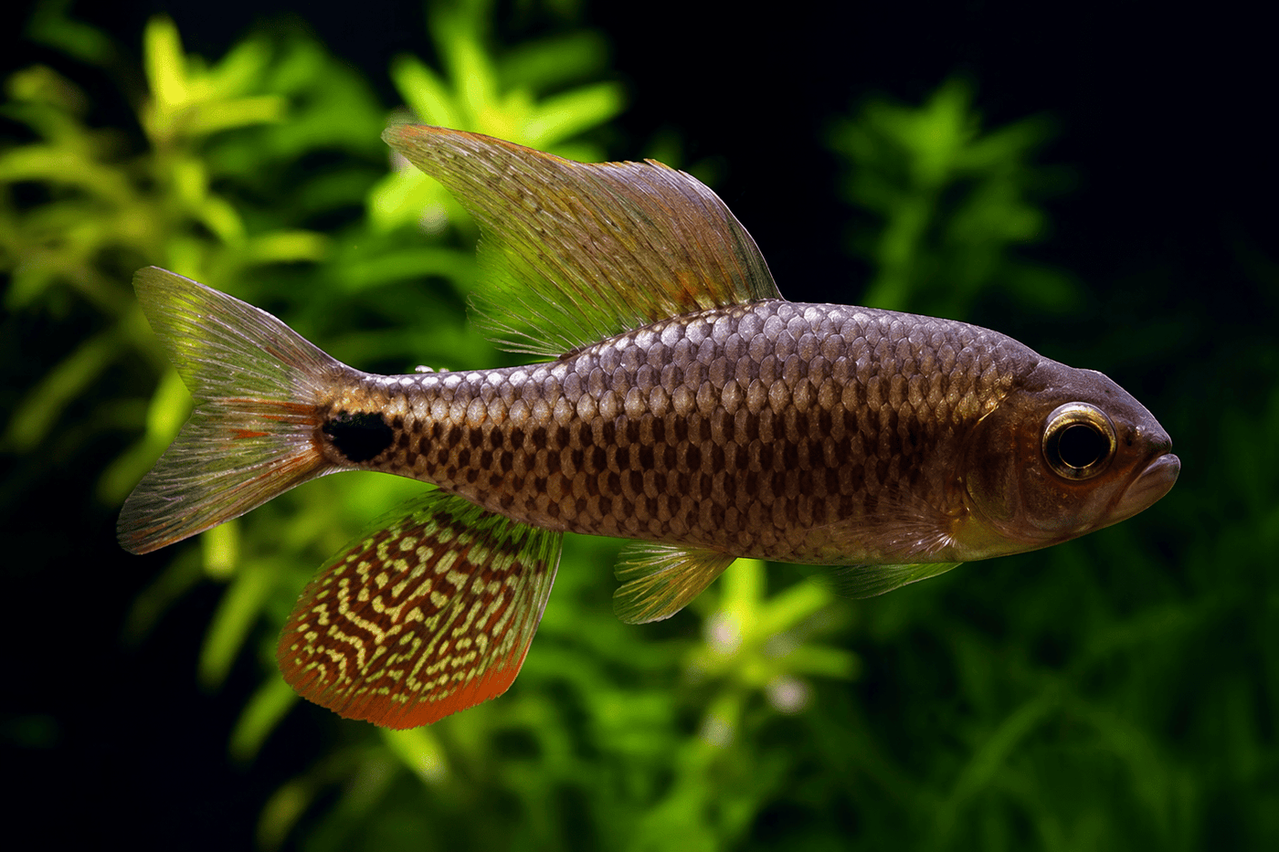 Sailfin Tetra